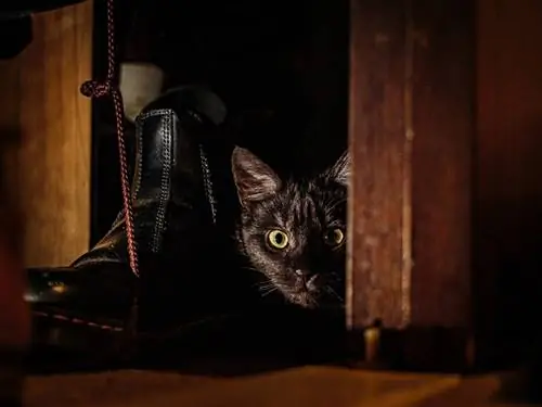 Katze versteckt sich im Kleiderschrank