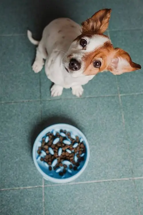 köpek ve yavaş besleme kabı