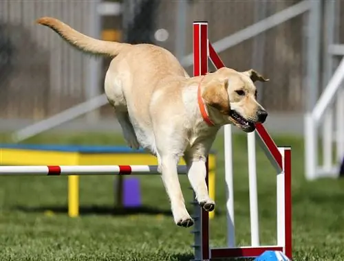 Formation de labrador retriever