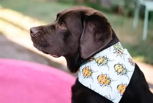 Bandana Anjing Bermuka Dua DIY