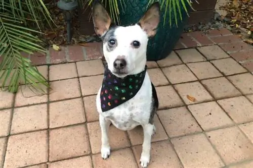 Şık Yavru Köpeğiniz için DIY Köpek Bandana