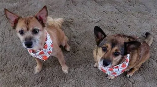 DIY Köpek Bandana 1