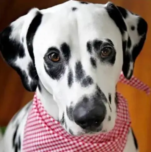 DIY Easy No-Sew Dog Bandana