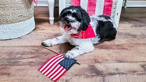 DIY-Bandanas ohne Nähen über dem Halsband für Ihren Hund