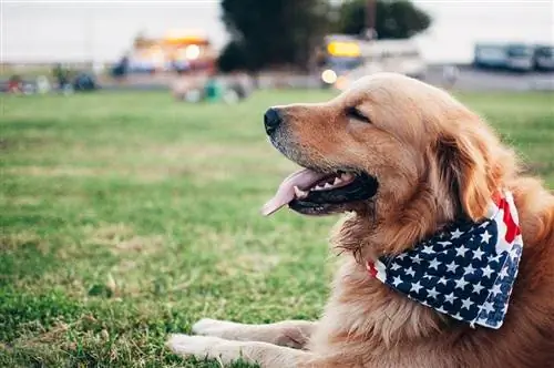 8 DIY-honde-bandanas wat jy tuis kan maak (met instruksies)