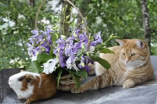 Kunnen katten en cavia's met elkaar opschieten? Alles wat u moet weten