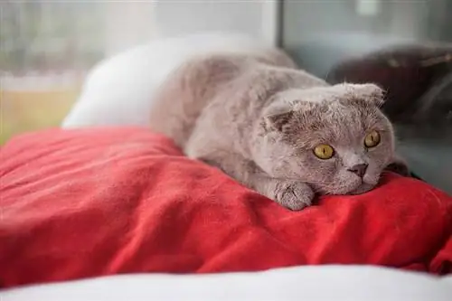 Um lindo e triste gato escocês de dobra prateada com enormes olhos âmbar, cheio de estresse