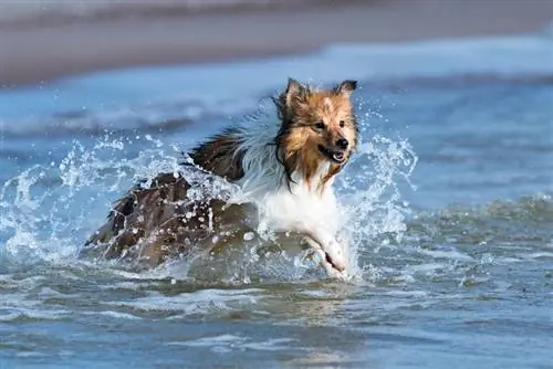 Anjing gembala Shetland menikmati air