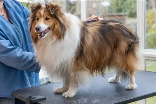 recortando el perro pastor shetland por una peluquera profesional