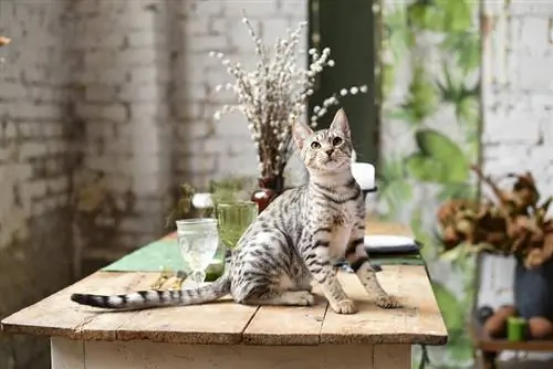 Chat de la savane argenté