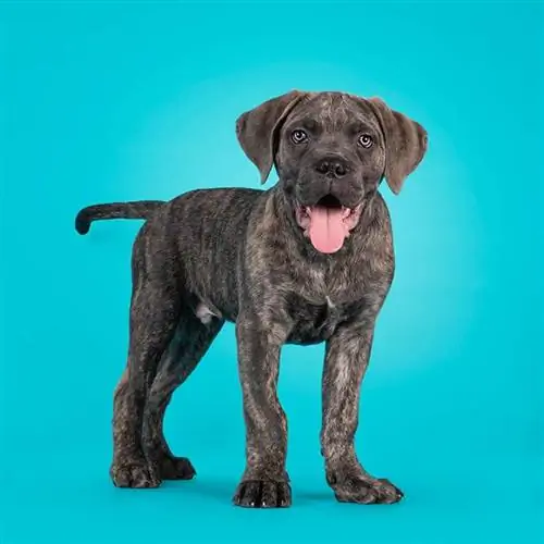 nuori sininen brindle cane corso