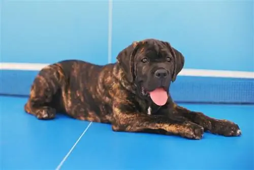 Žíhané štěně Cane Corso ležící na pingpongovém stole