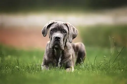 Blue Brindle Cane Corso: Qhov Tseeb, Keeb Kwm & Keeb Kwm (nrog duab)