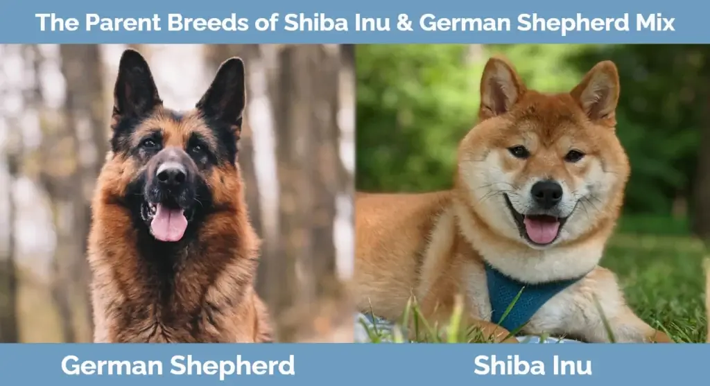 Cov niam txiv yug ntawm Shiba Inu & German Shepherd Mix