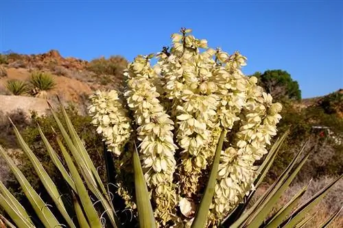 Yucca Schidigera