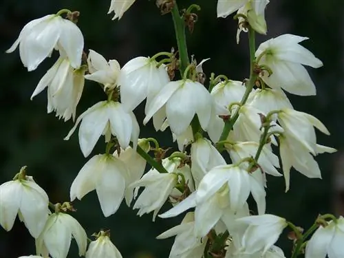 Yucca-plant