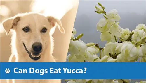 Mogu li psi jesti Yucca? Činjenice odobrene od strane veterinara & Alternative