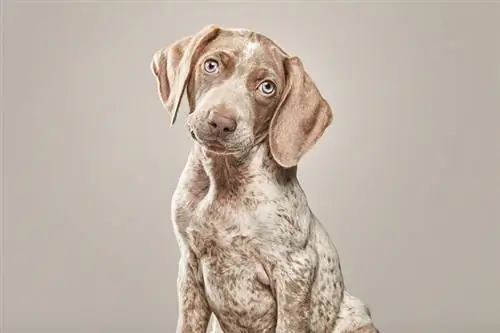 malapitan ng piebald weimaraner puppy