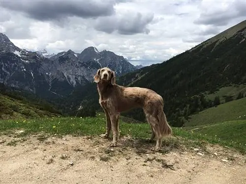 dugodlaki pas weimaraner