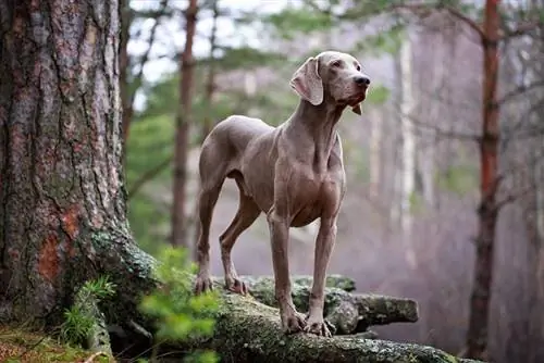 weimaraner hund i skogen