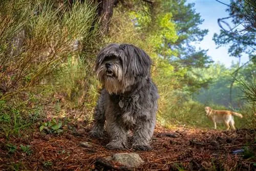 Shih Tzu bleu_gris