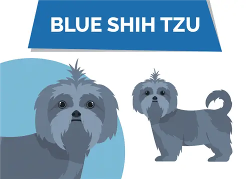 Blue Shih Tzu: Feite, Oorsprong & Geskiedenis (Met prente)