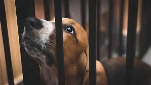 szczeniak basset hound w skrzyni