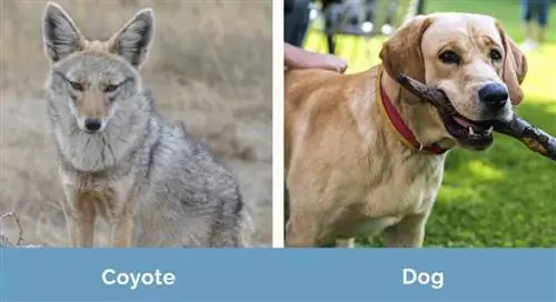 Coyote vs Dog sida vid sida