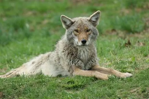 un coyote allongé sur l'herbe