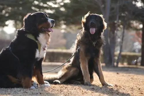 Leonberger i Bernski planinski pas na otvorenom