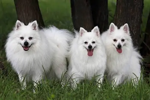 trois chiens volpino italiano