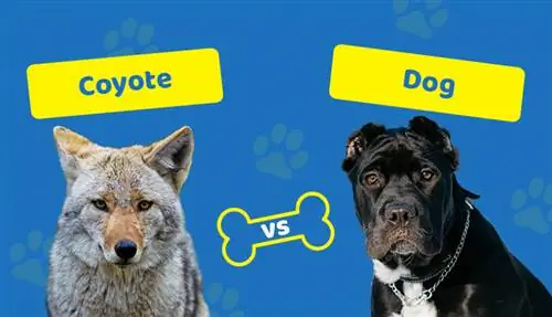 Coyote contro cane: qual è la differenza? Cosa dice la scienza