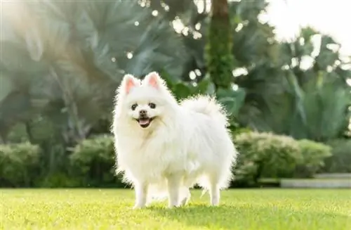 en vit pomeranian-hund som glatt står utanför