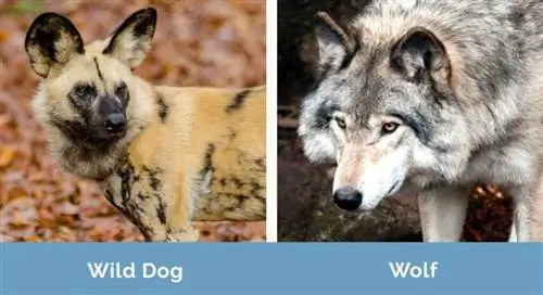 Wild Dog vs Wolf sida vid sida