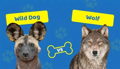 Wild Dogs vs Wolves: ความแตกต่างที่สำคัญ (พร้อมรูปภาพ)