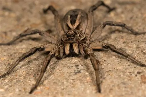 Picadas de aranha-lobo em cães – um guia de segurança revisado por veterinários