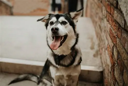 Goberian (Siberian Husky & Golden Retriever Mix): inligting, prente, kenmerke & Feite