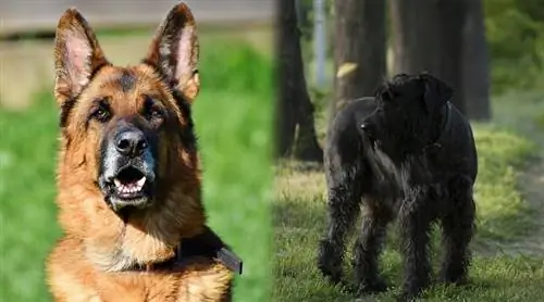 Schnauzer ya Kijerumani (Schnauzer/Mseto wa Mchungaji wa Kijerumani) Maelezo, Picha, Sifa, Ukweli