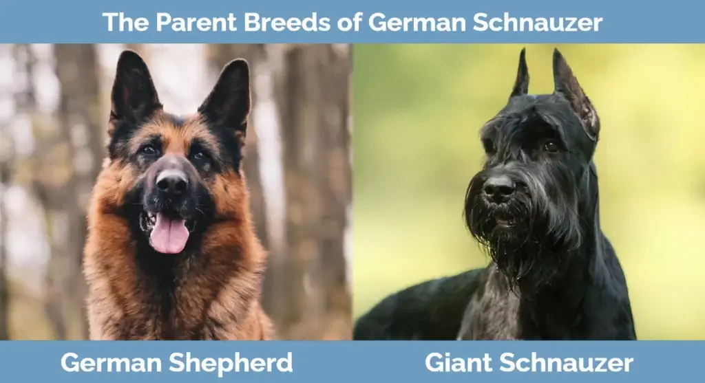 Trah induk Schnauzer Jerman