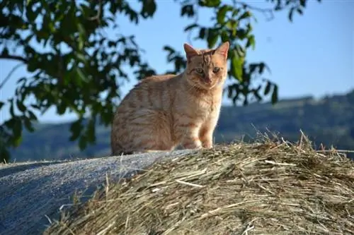 gatto seduto all'aperto