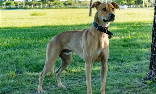 Sharpull Terrier (Shar-Pei & Pitbull Mix) Inligting, prente, feite