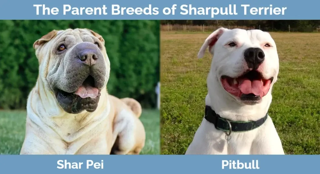 Le razze dei genitori di Sharpull Terrier