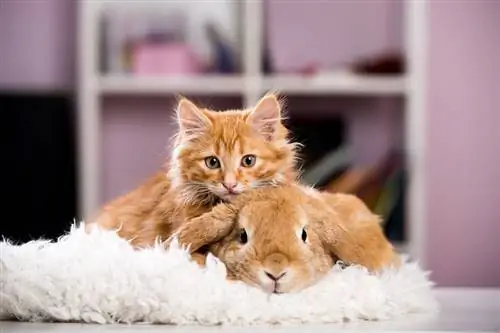 Gato ruivo e coelho brincando juntos