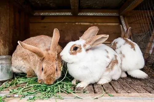 Wo soll ich ein Haustierkaninchen kaufen? 4 Orte, die Sie heute erkunden können