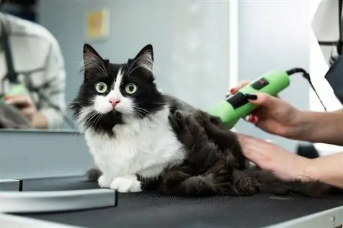 toilettage de chat dans un salon de beauté pour animaux de compagnie