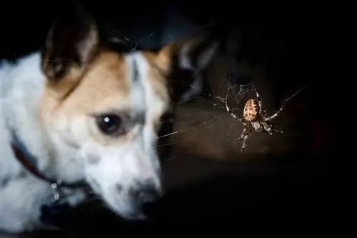 Mein Hund hat eine Spinne gefressen! Werden sie krank? Vom Tierarzt anerkannte Beratung