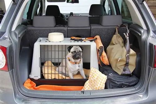 Pug sit in 'n hok in die kattebak van 'n motor