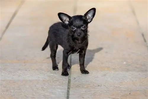 caniche chihuahua