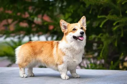 15 Corgi gemengde rassen: een overzicht (met afbeeldingen)