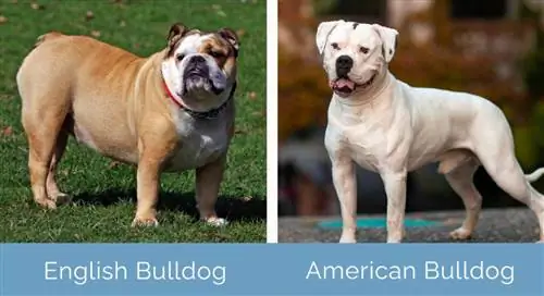 İngilis Bulldog və Amerika Bulldog yan-yana